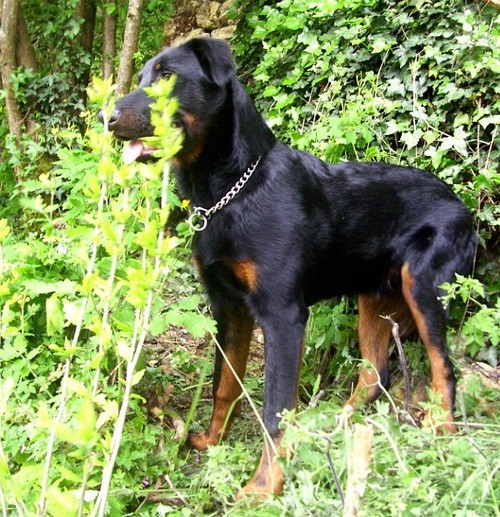 Beauceron